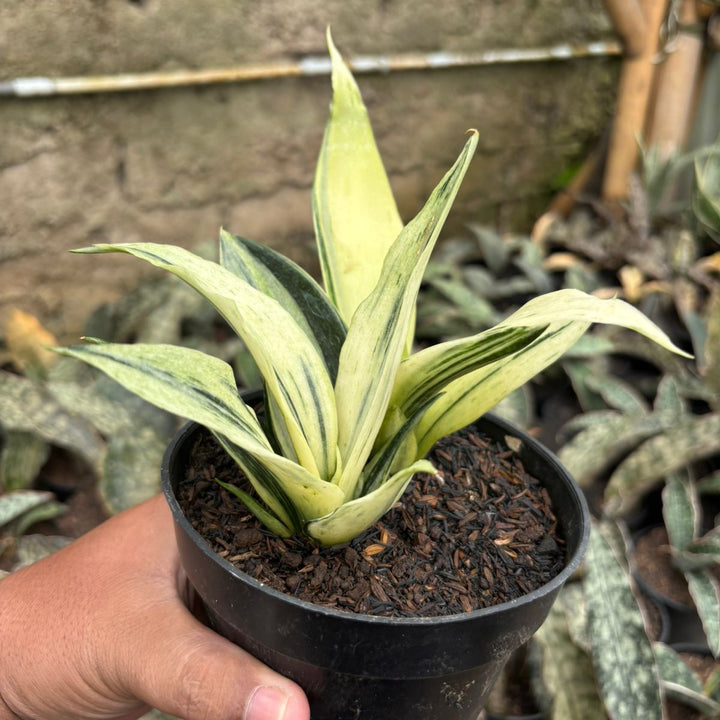Sansevieria beauti sensation variegated