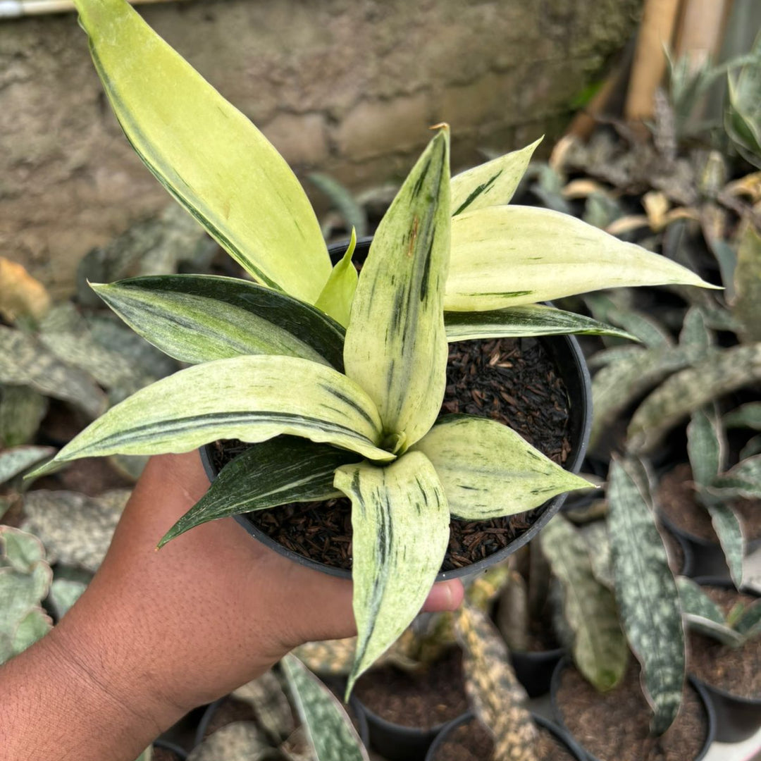 sansevieria hahnii cream Sansevieria beauti sensation variegated