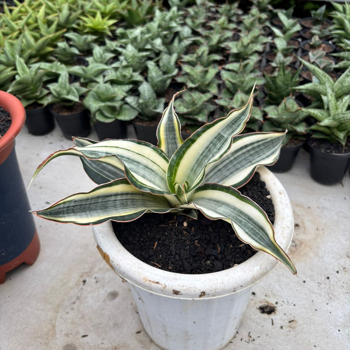 Sansevieria Silver Rose Variegated – Succulentasia