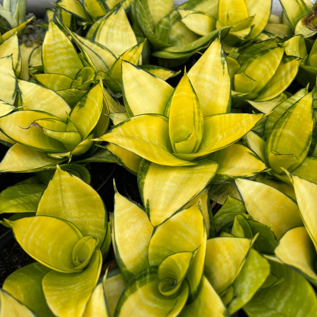 Sansevieria Hahnii Philippine Gold