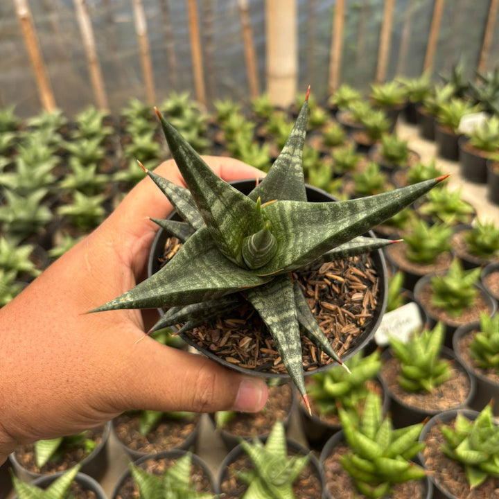 Sansevieria Blorong Hybrid