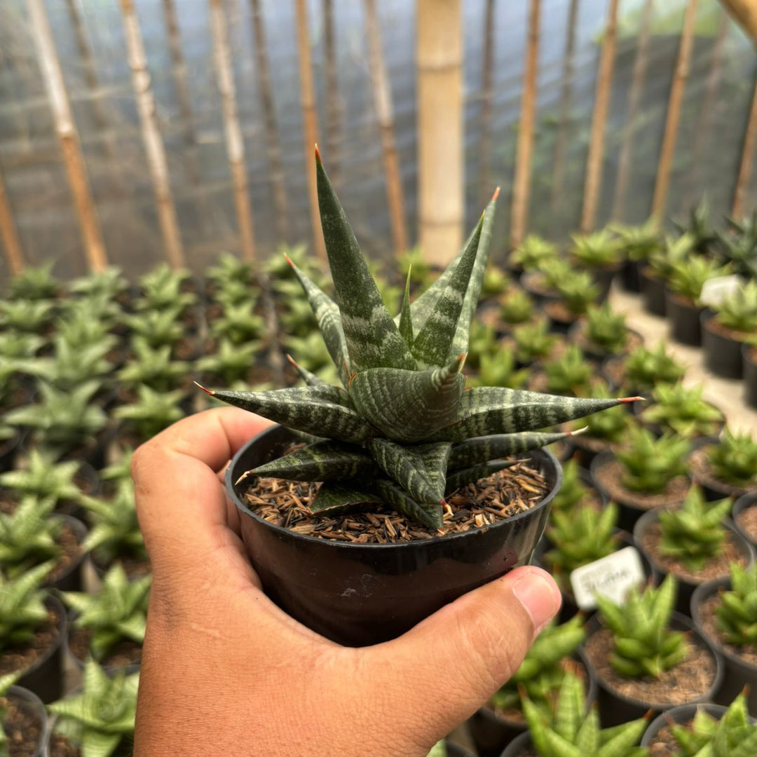 snake plant hybrid Sansevieria Blorong Hybrid