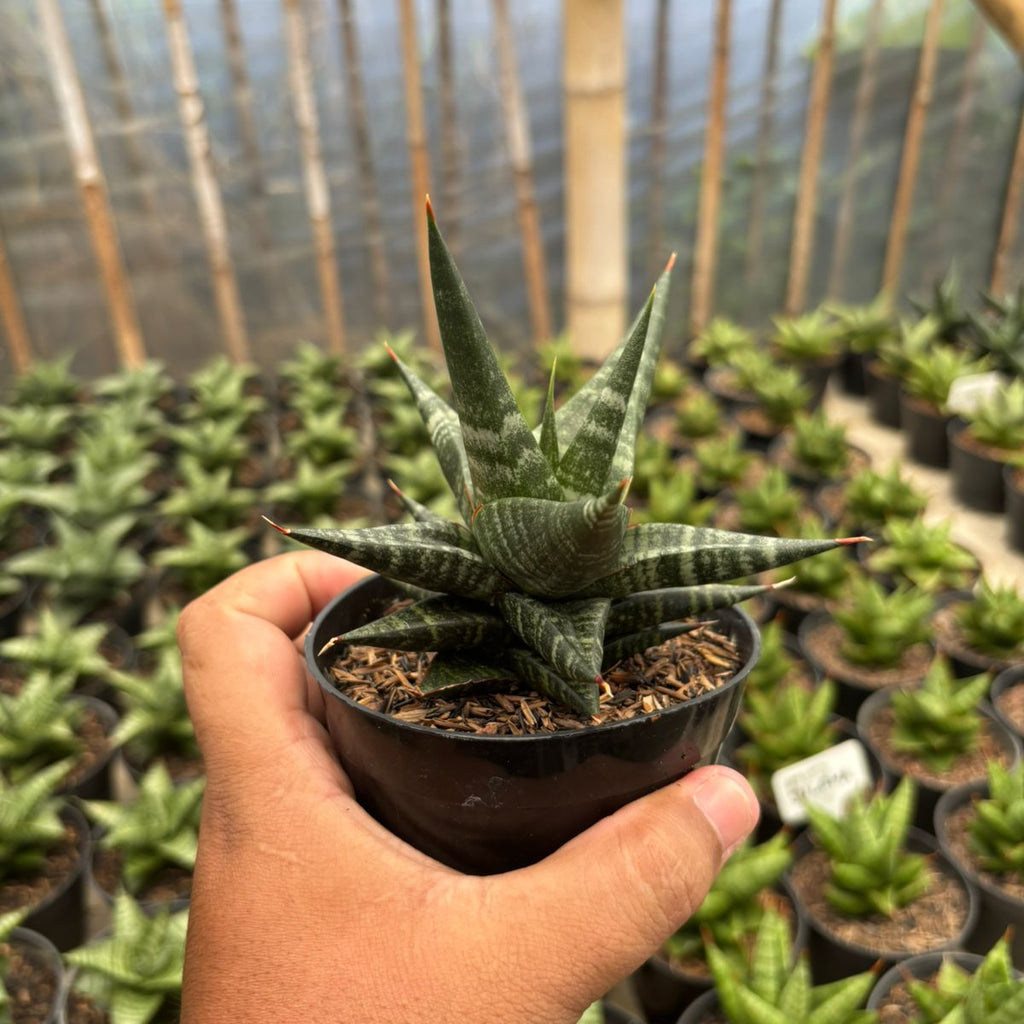 hybrid indoor plants Sansevieria Blorong Hybrid – Succulentasia