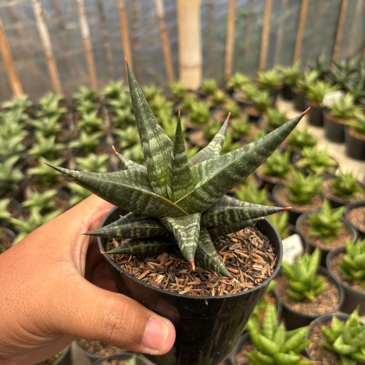 Sansevieria Blorong Hybrid