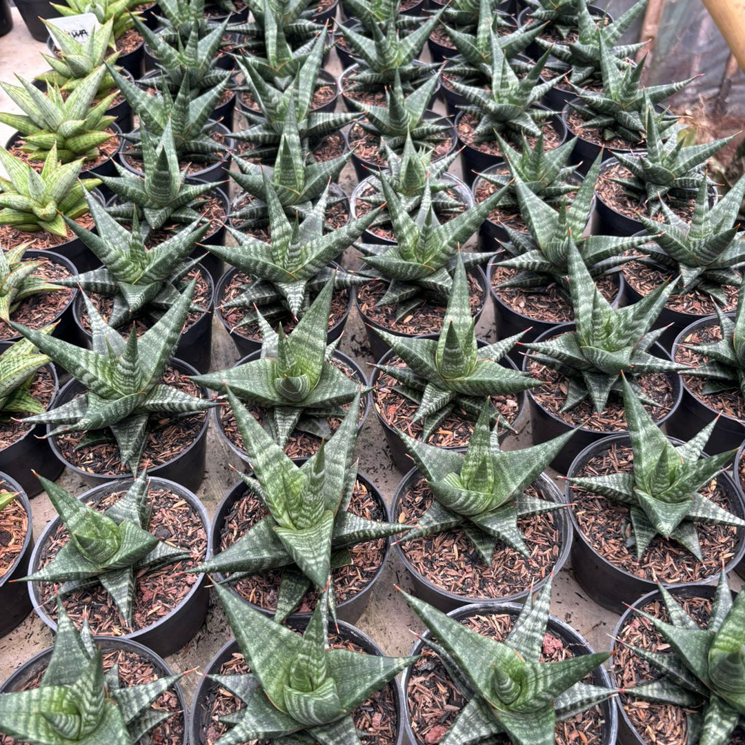 Sansevieria Blorong Hybrid