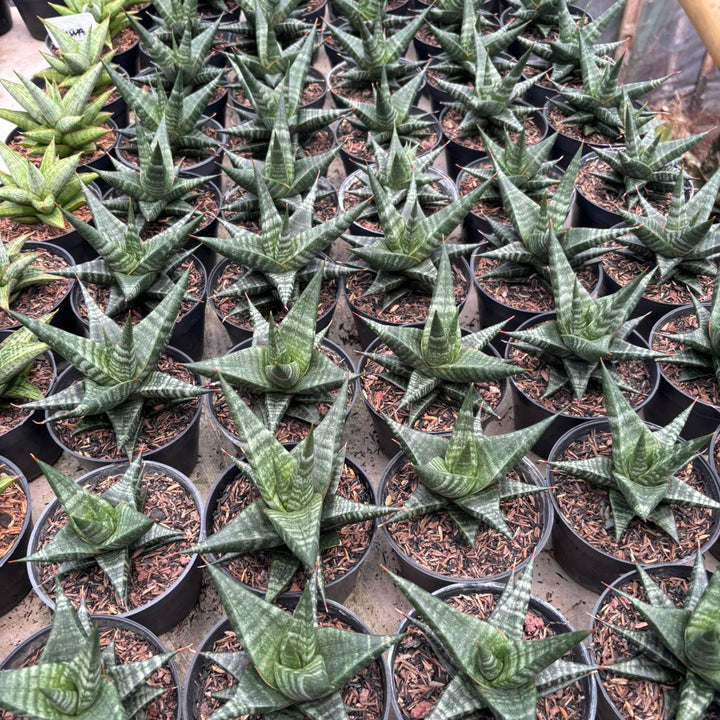 Sansevieria Blorong Hybrid