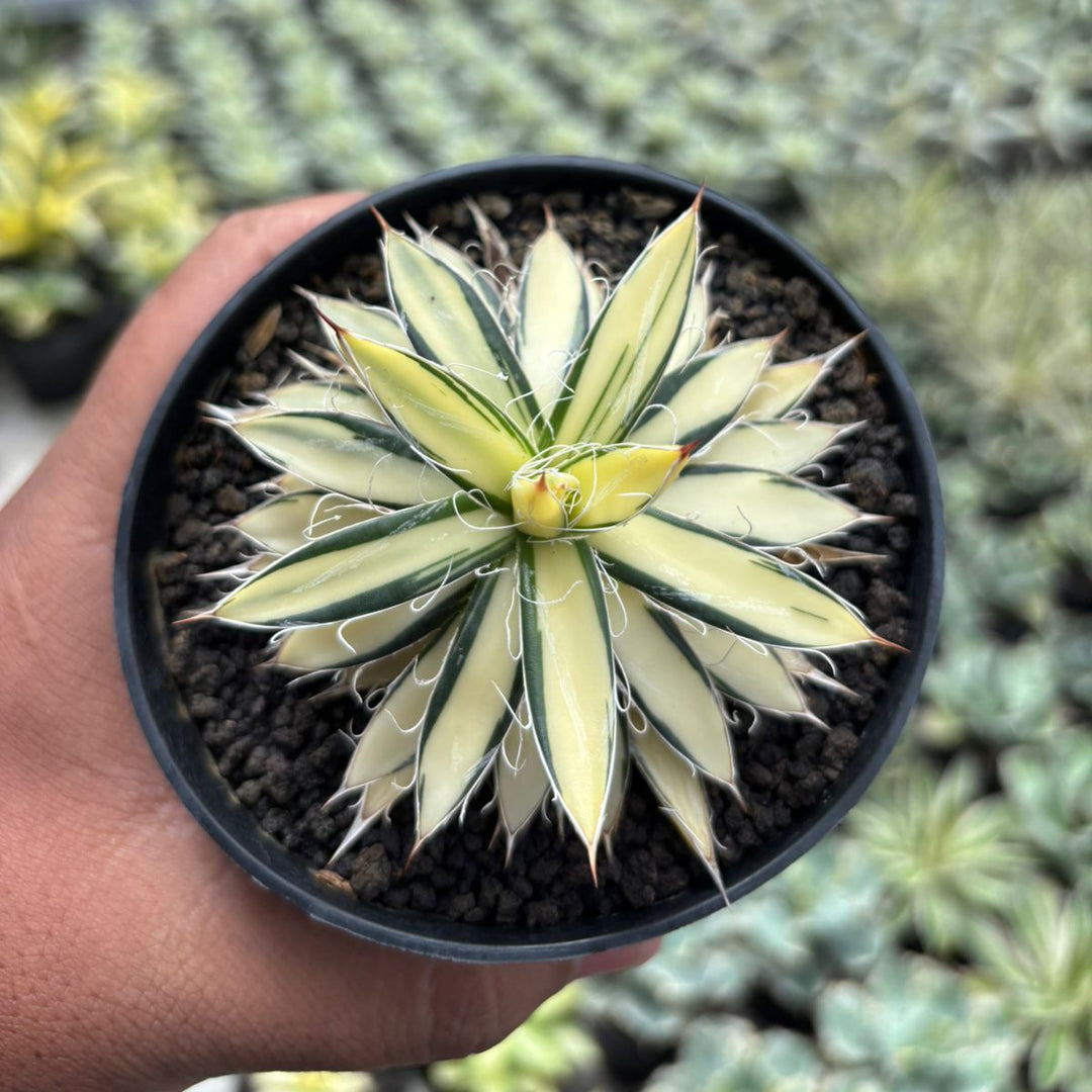 Agave Filifera Mediopicta