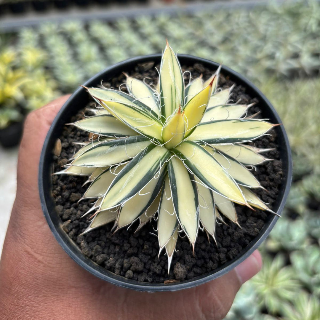 Agave Filifera Mediopicta