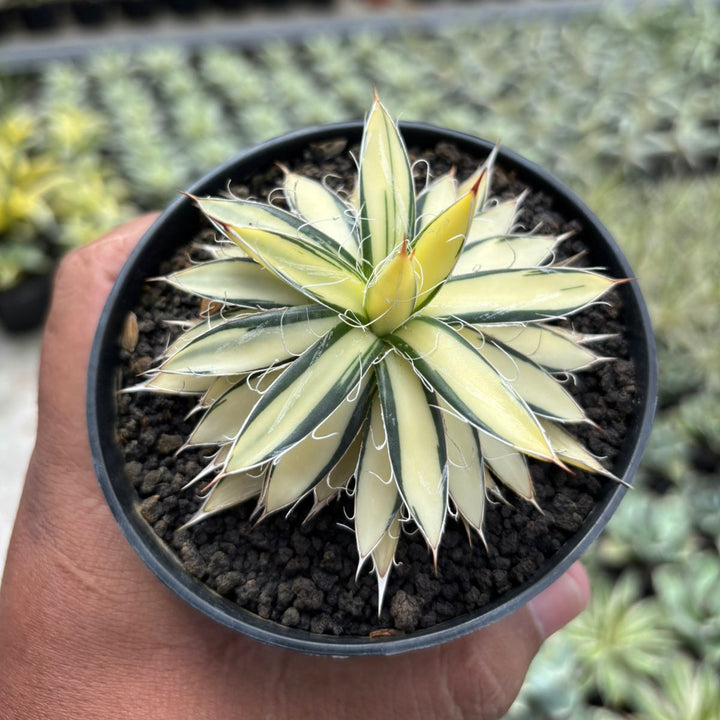 Agave Filifera Mediopicta