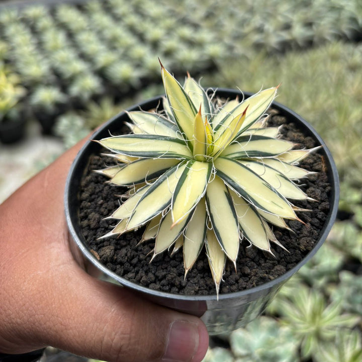 Agave Filifera Mediopicta