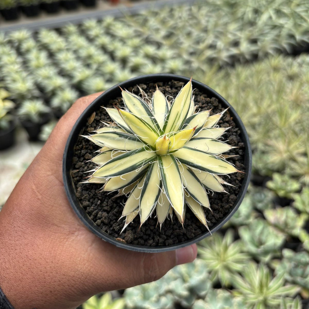Agave Filifera Mediopicta