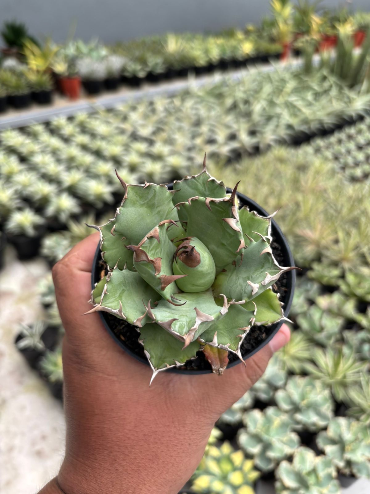 Agave Titanota Dwarf – Succulentasia