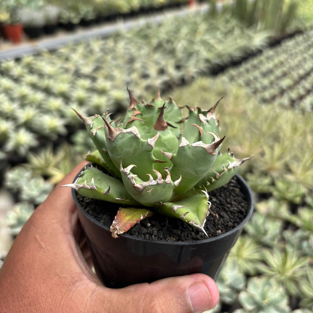 Agave Titanota Dwarf