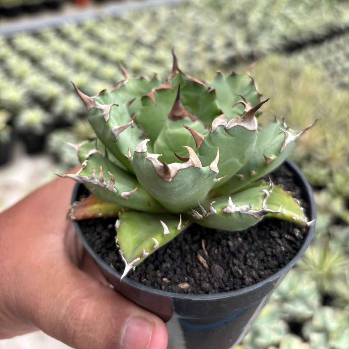 Agave Titanota Dwarf – Succulentasia
