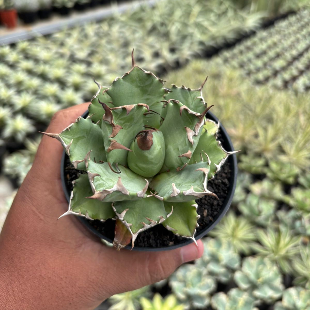 Agave Titanota Dwarf – Succulentasia