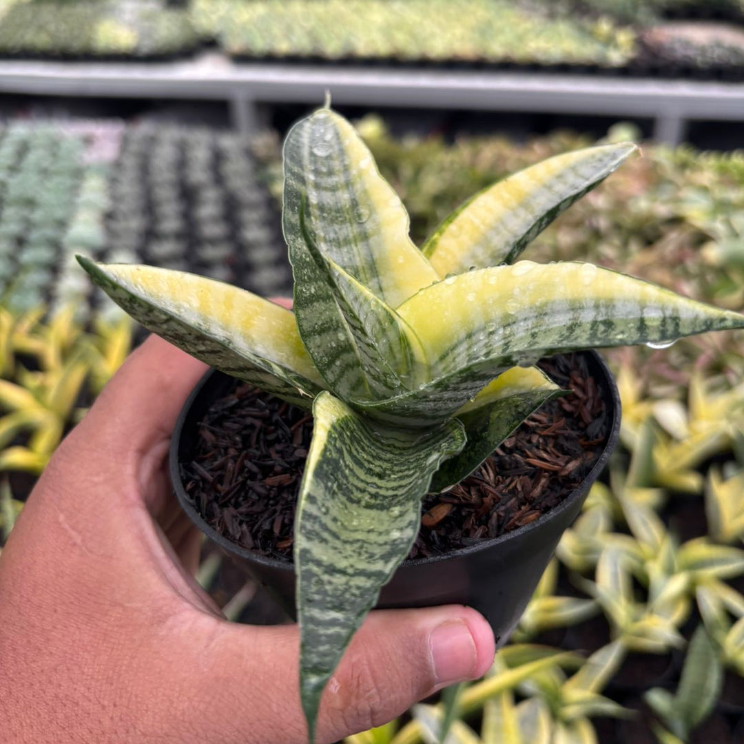 Sansevieria spyder  variegated