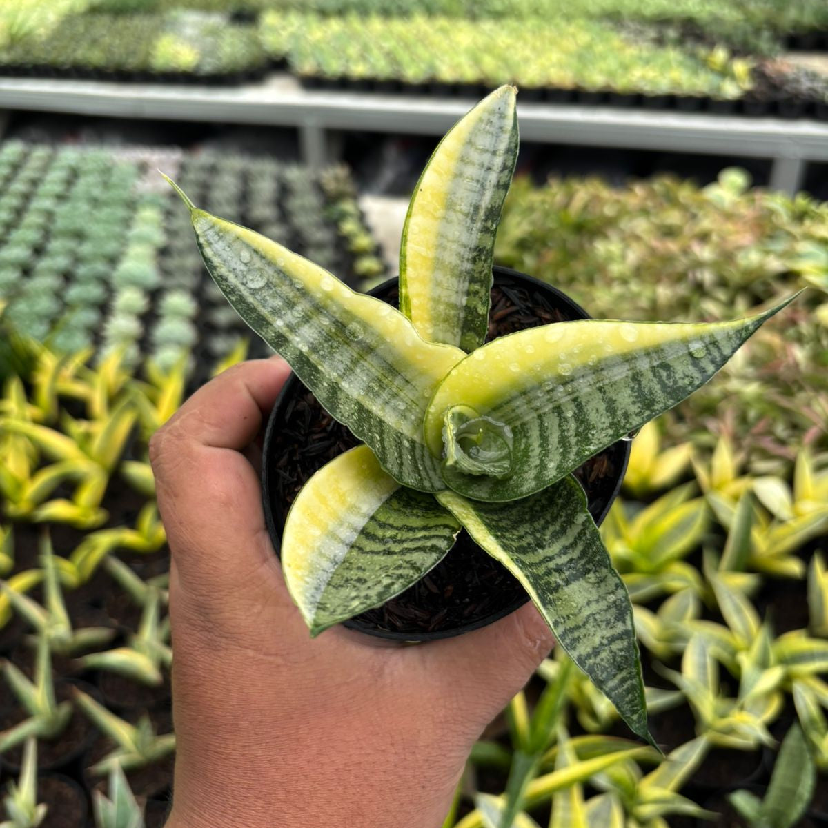 Sansevieria spyder variegated – Succulentasia