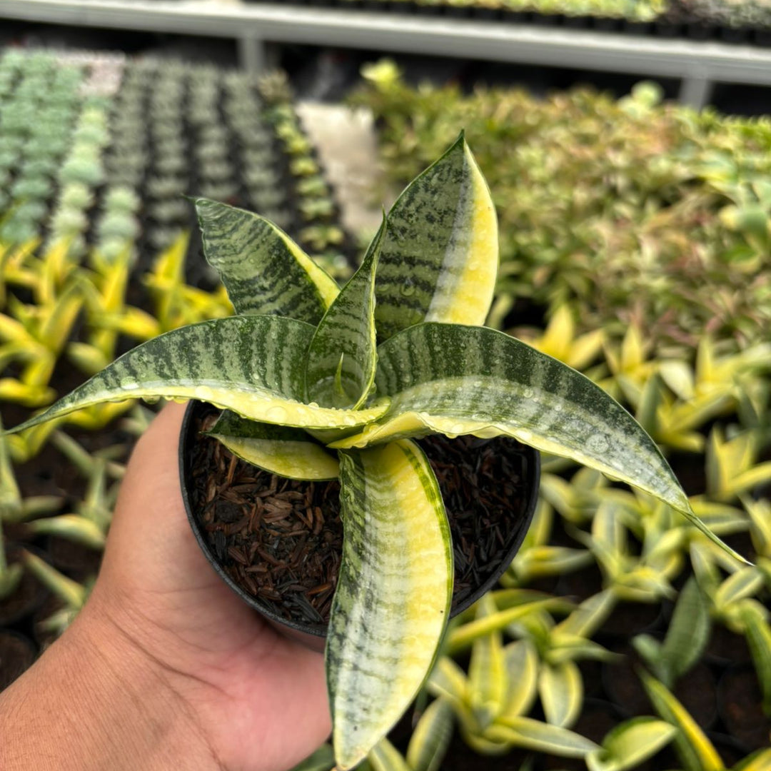 Sansevieria spyder  variegated