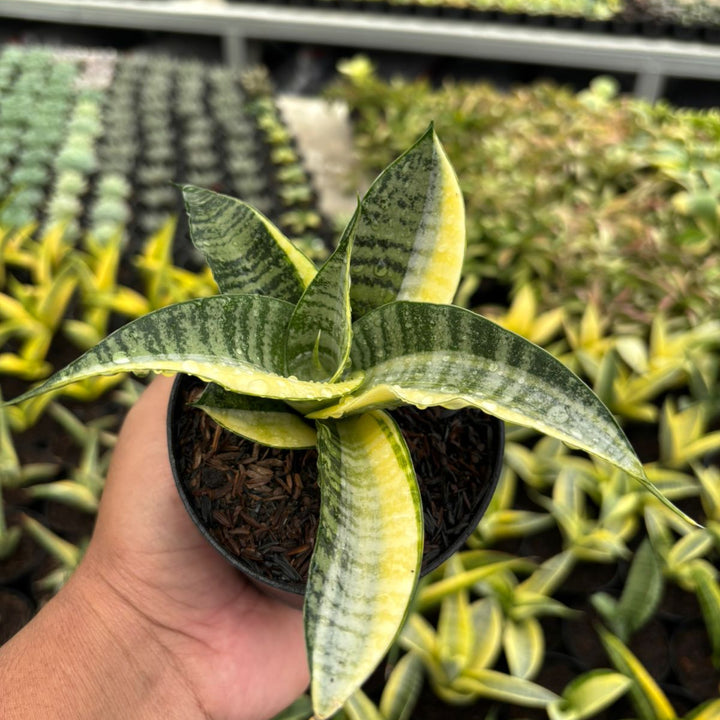 Sansevieria spyder  variegated