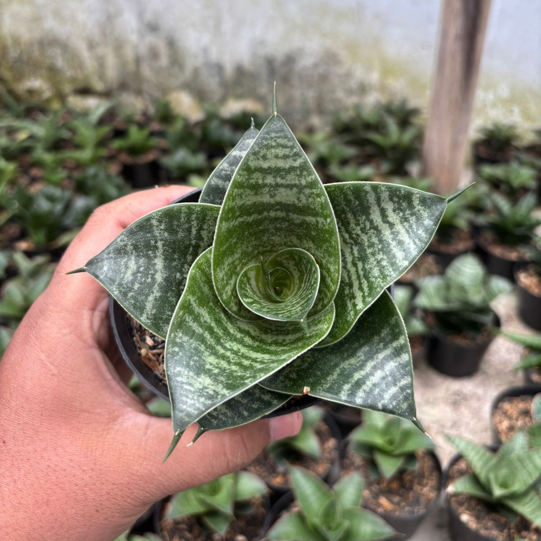 Sansevieria Black Mamba