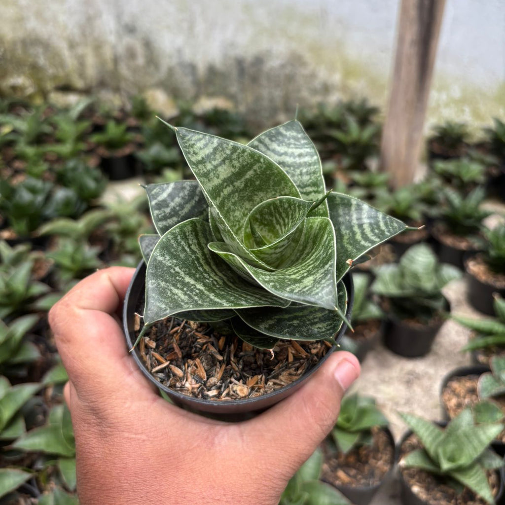 Sansevieria Black Mamba  Succulentasia