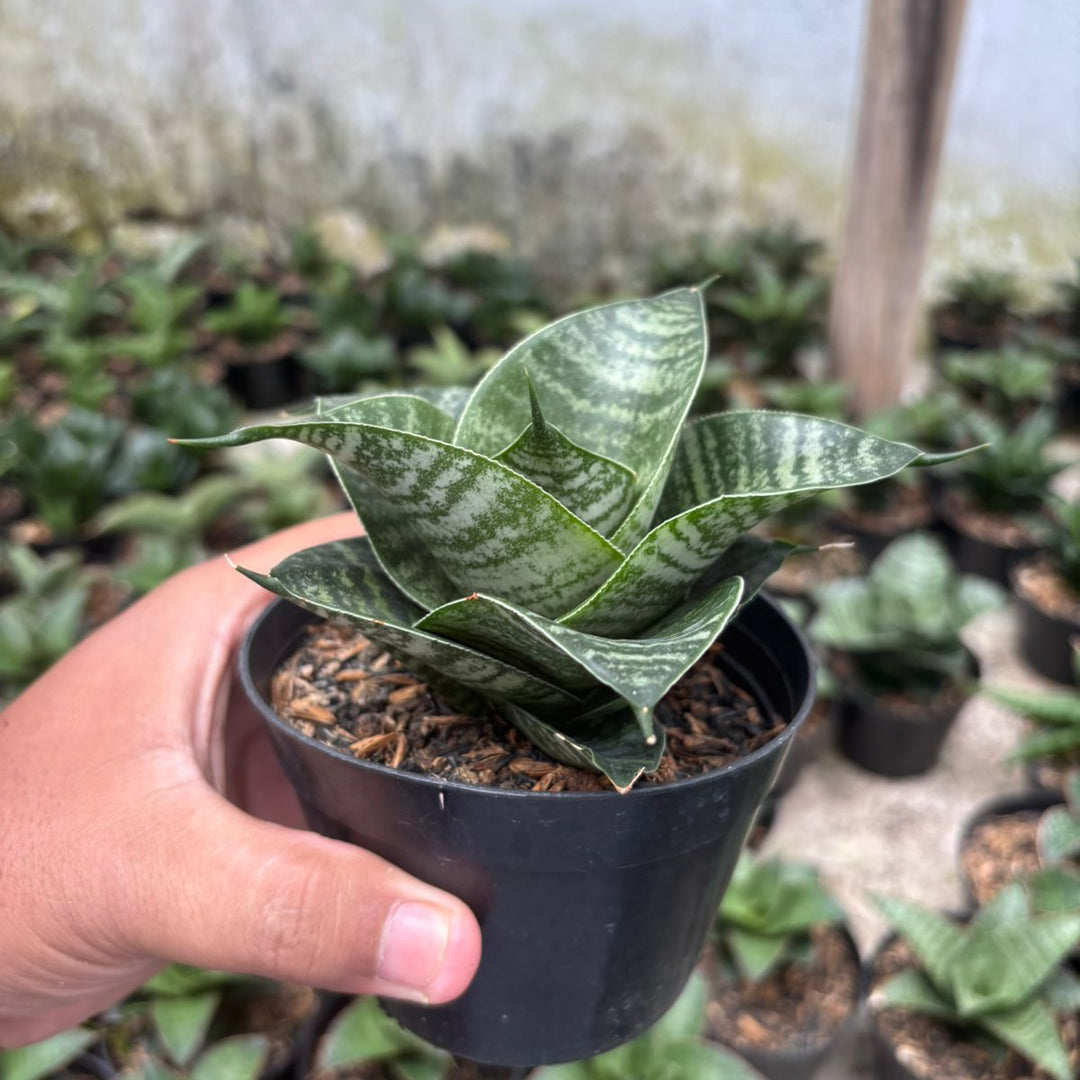 sansevieria black Sansevieria Black Mamba