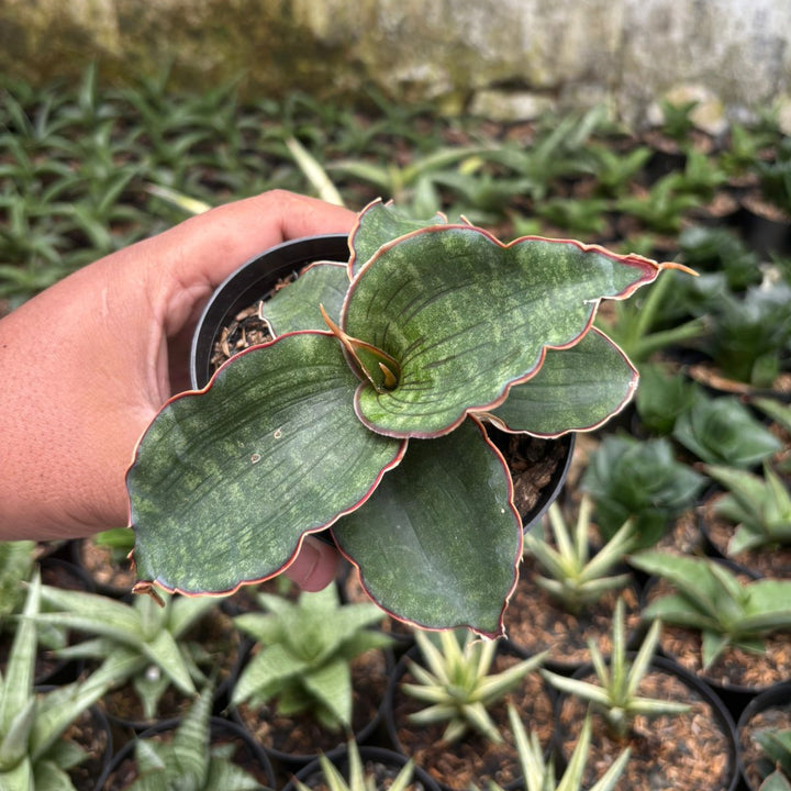 Sansevieria Watermark
