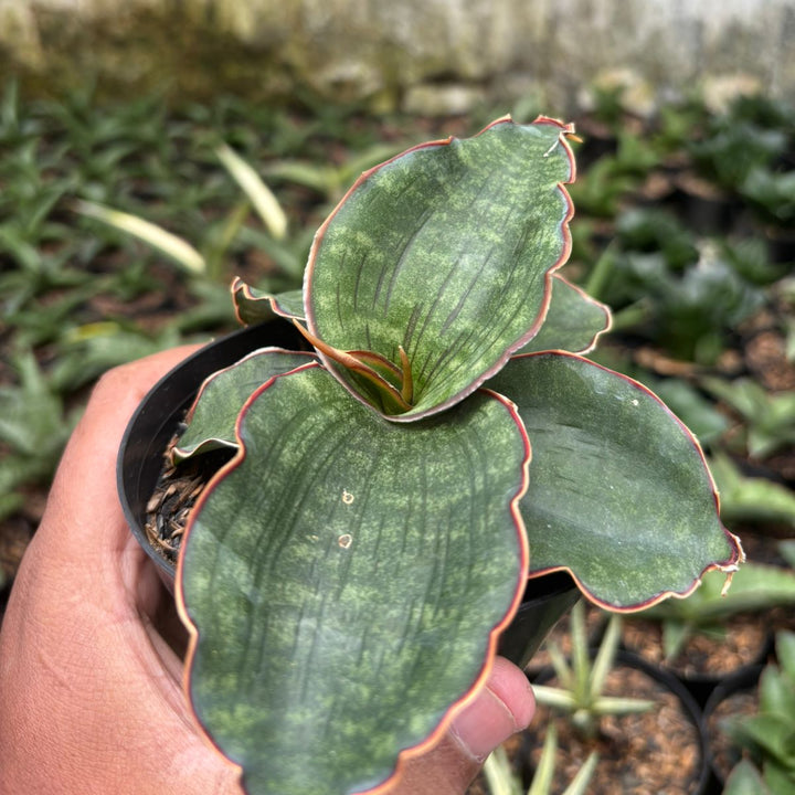 Sansevieria Watermark