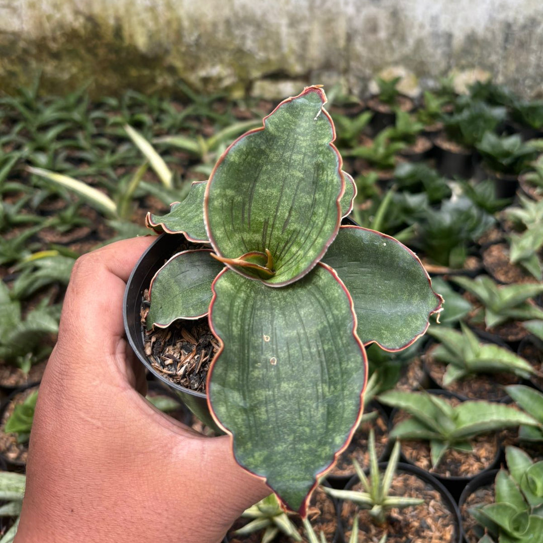 Sansevieria Watermark
