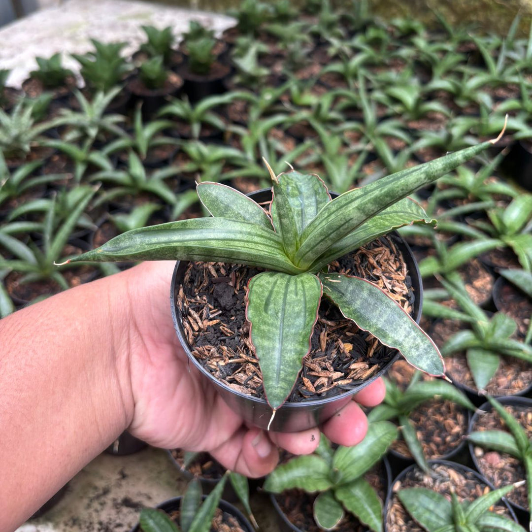 sansevieria albopilosa