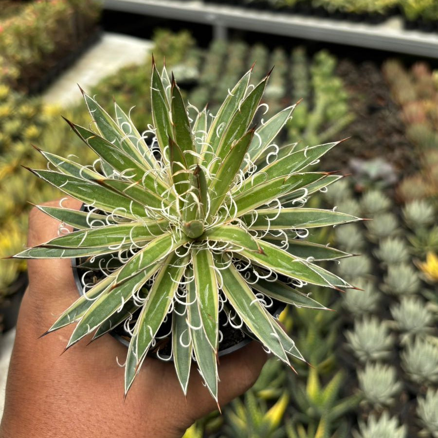 Agave leopoldy Variegated