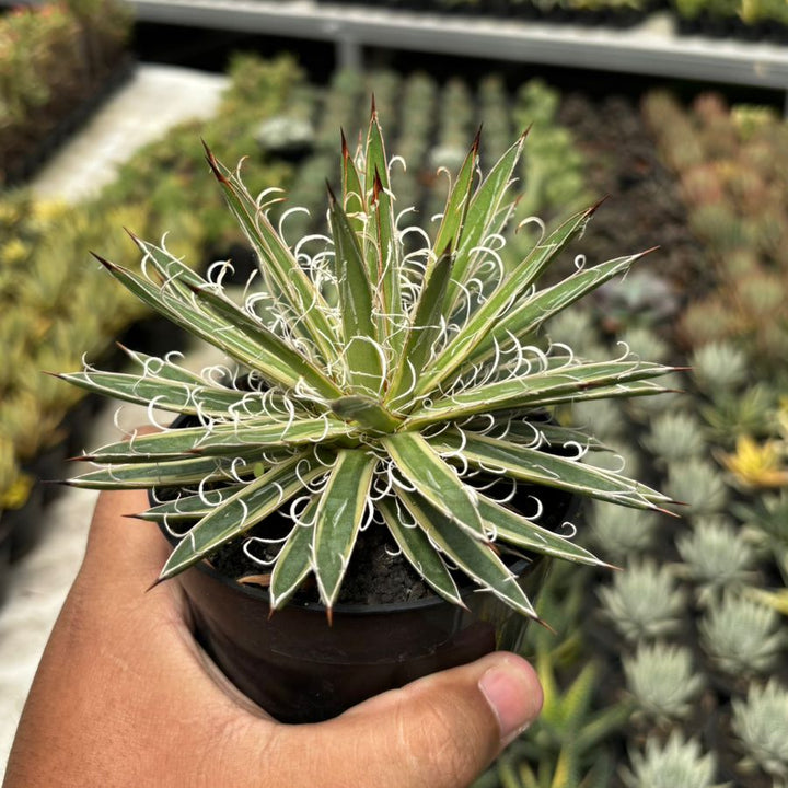 Agave leopoldy Variegated