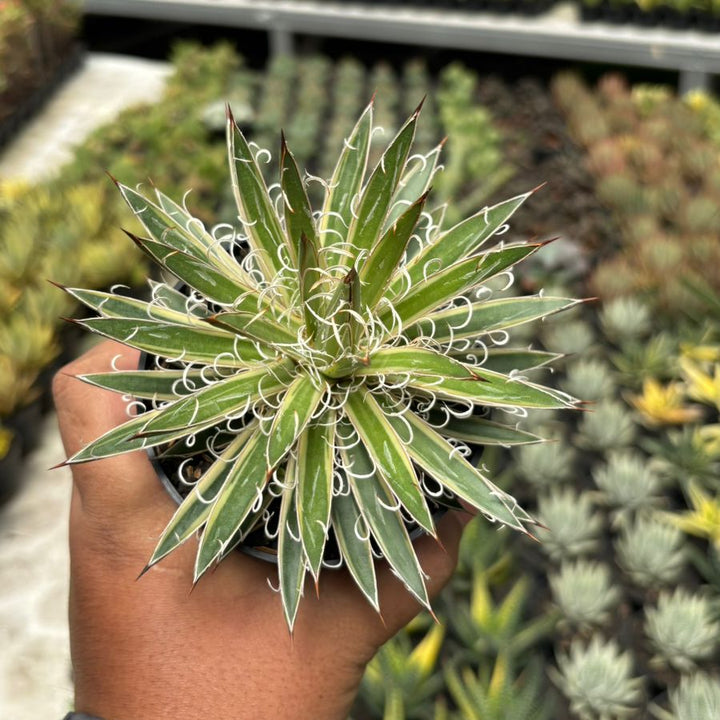 Agave leopoldy Variegated