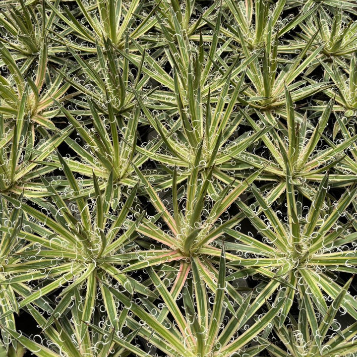 Agave leopoldy Variegated