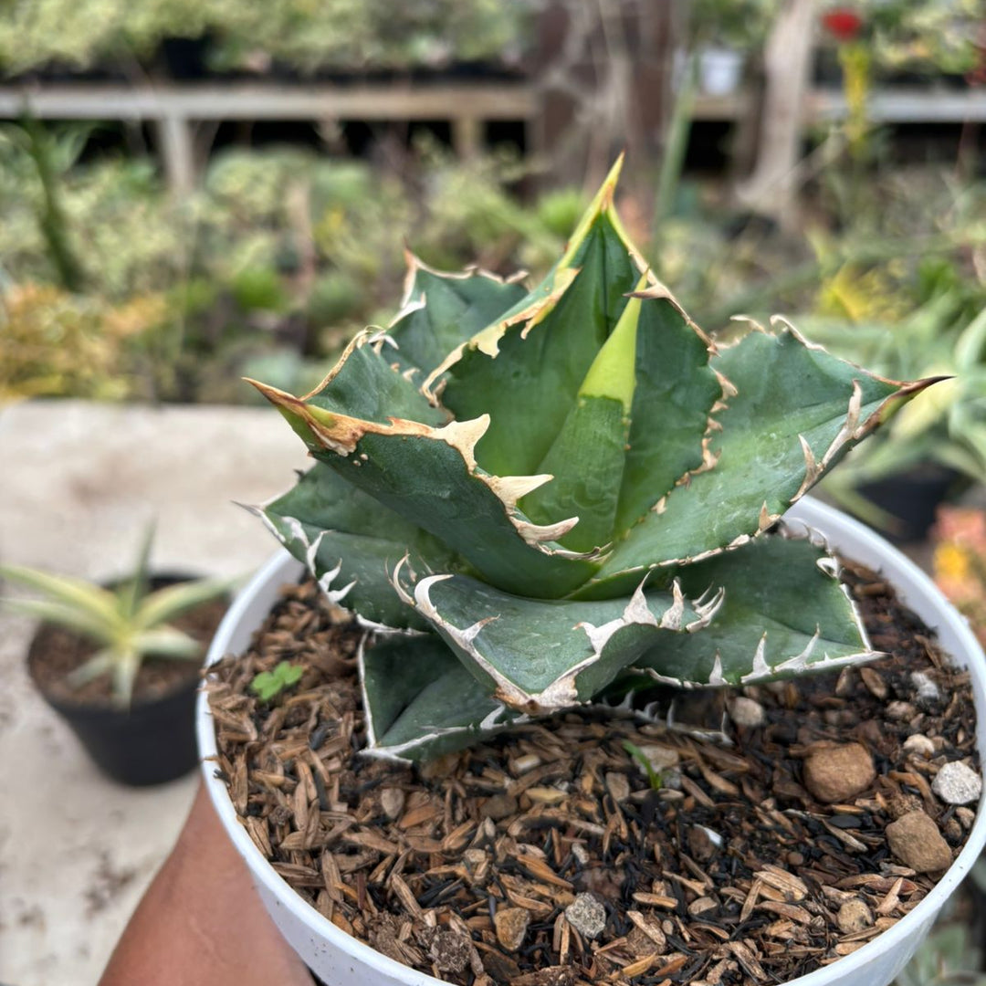 Agave CG01