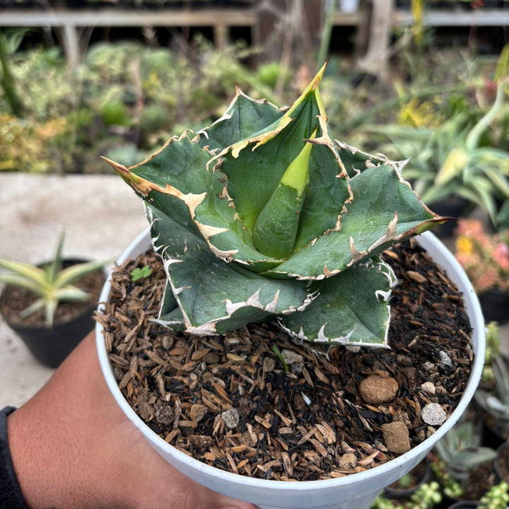 Agave CG01