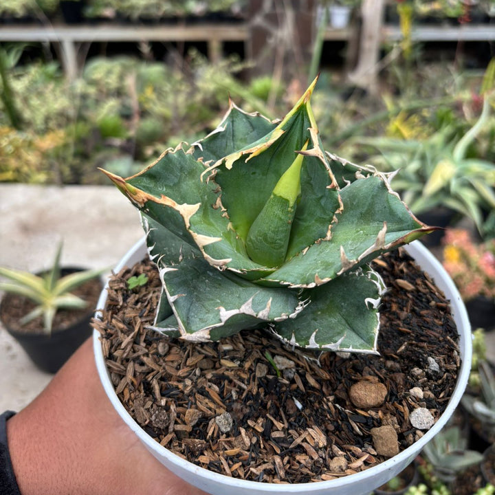 Agave CG01