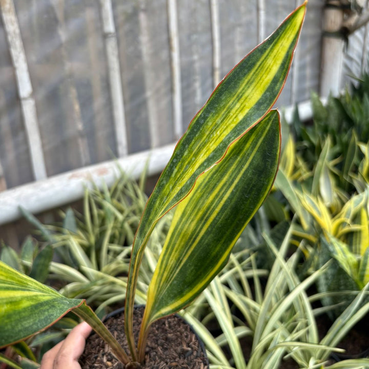 SA76 Sansevieria conshina variegated