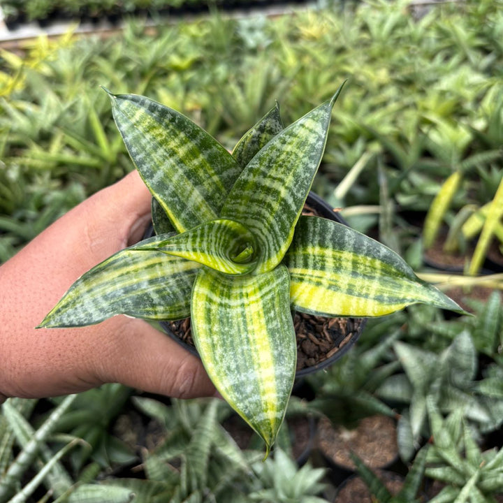 SA68 Sansevieria marga variegated striata