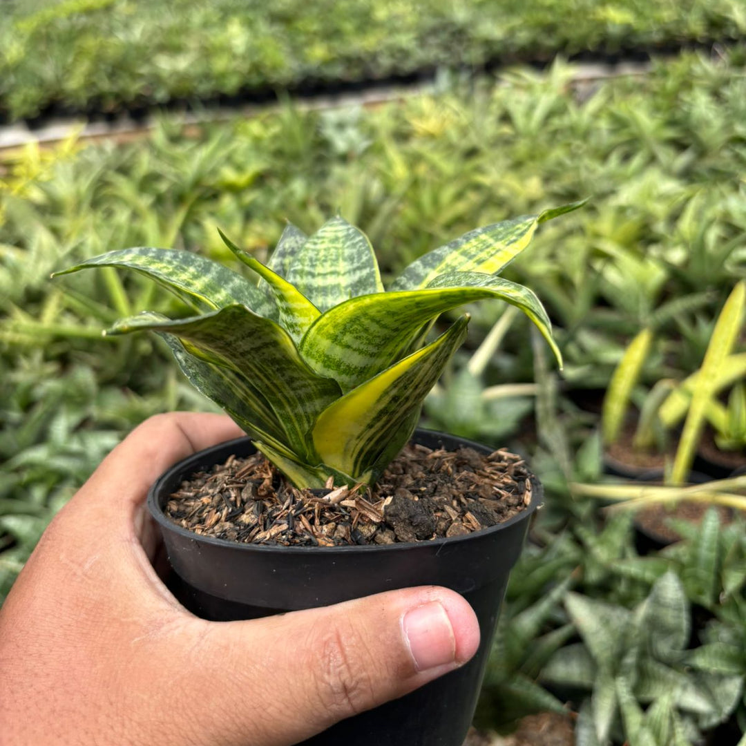 SA68 Sansevieria marga variegated striata