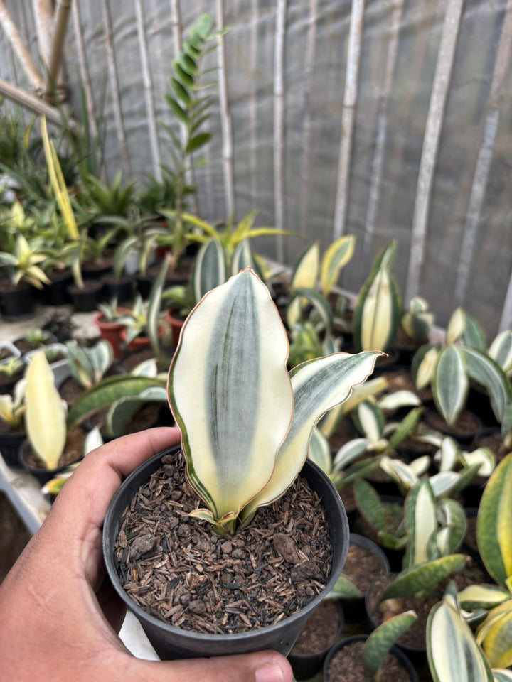 SA64 Sansevieria Masonina  variegated crested