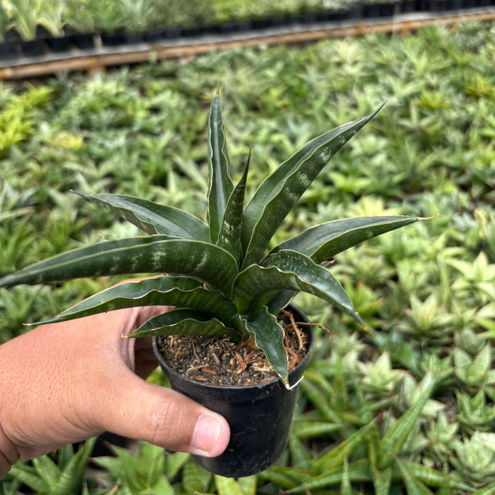SA56 Sansevieria black malandi