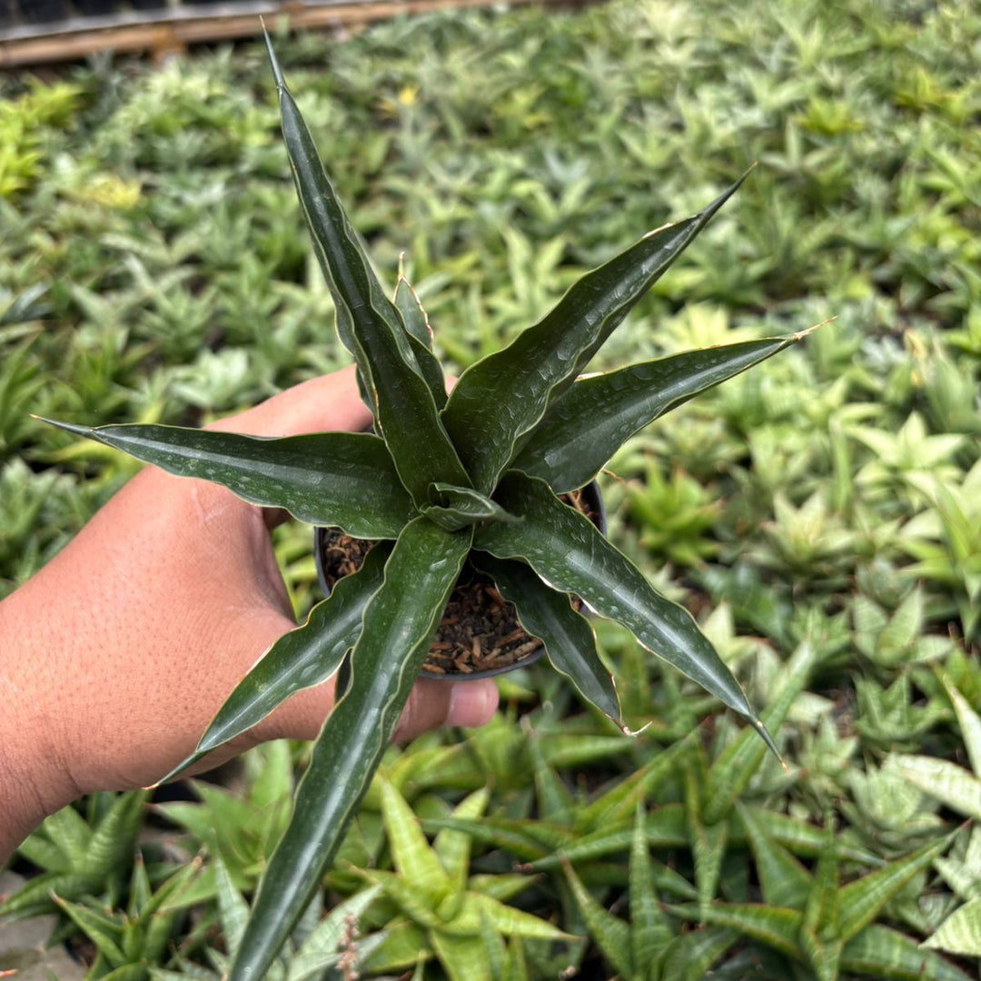 SA56 Sansevieria black malandi