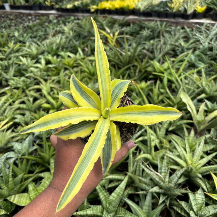 SA54 Sansevieria katana variegated