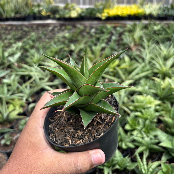 SA52 Sansevieria agustus