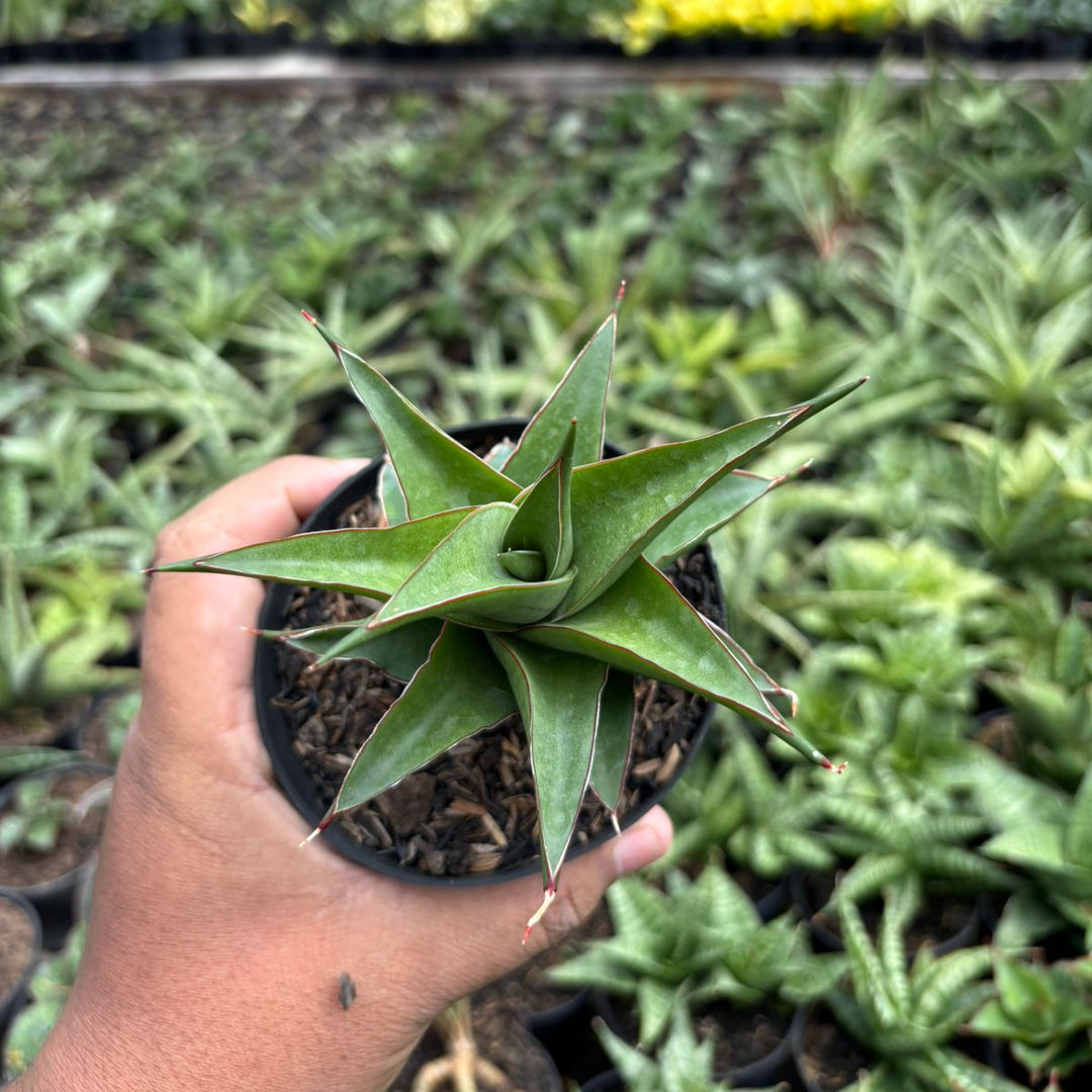 SA52 Sansevieria agustus