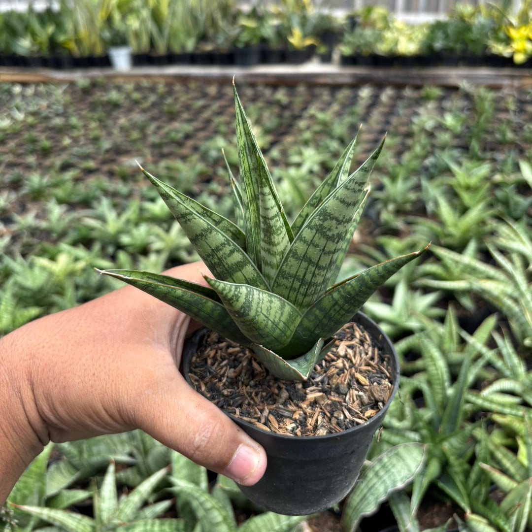 SA42 Sansevieria kenarok
