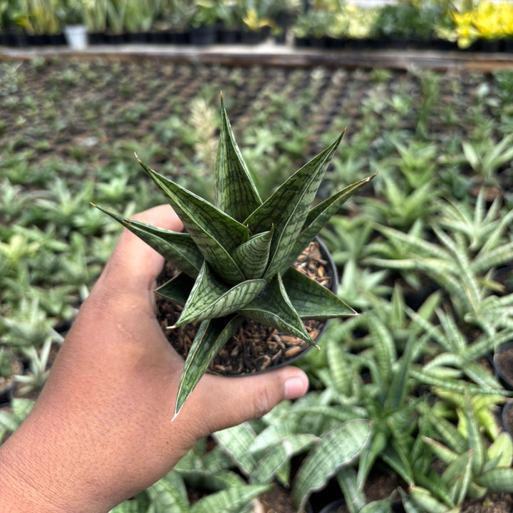 SA42 Sansevieria kenarok