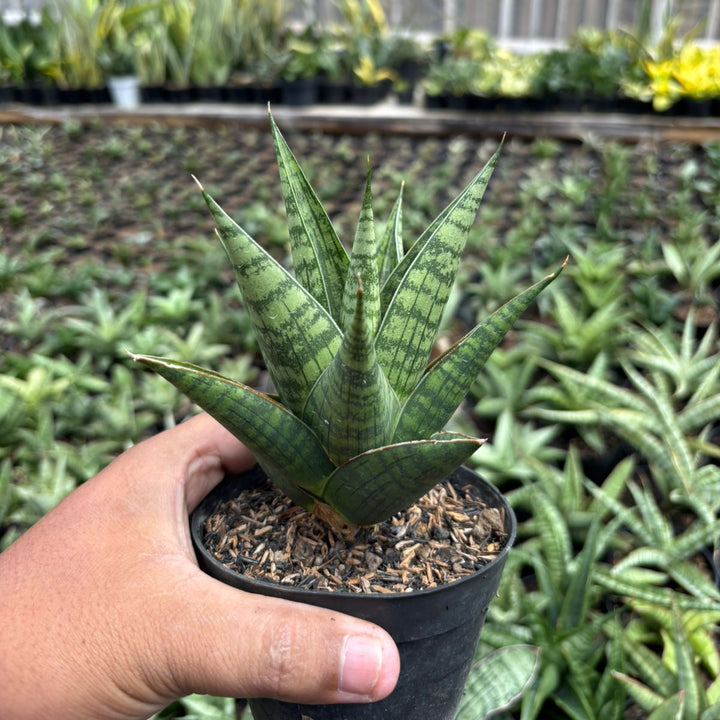 SA42 Sansevieria kenarok