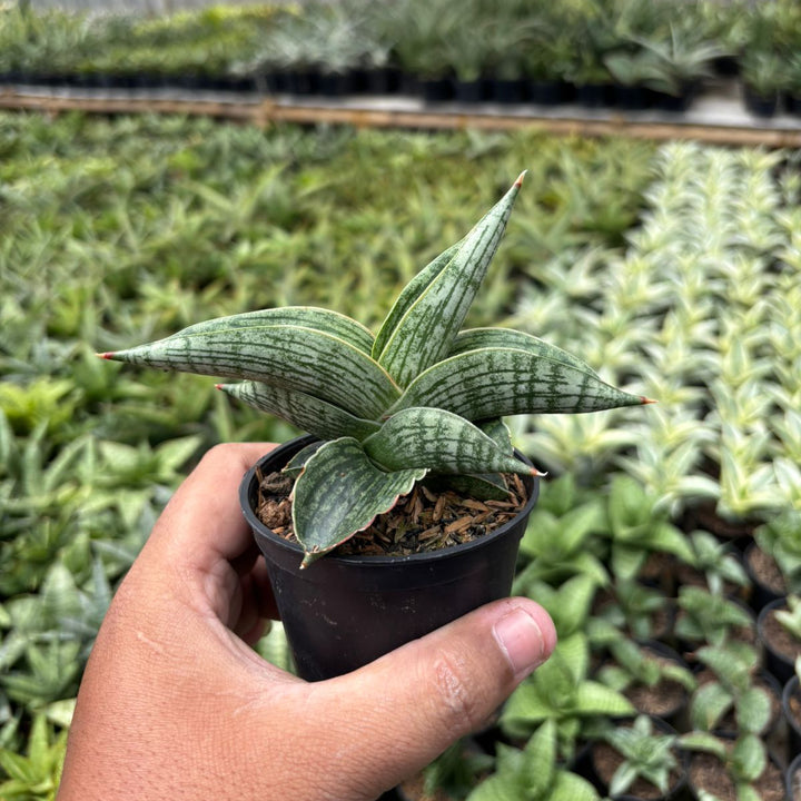 SA38 Sansevieria macho